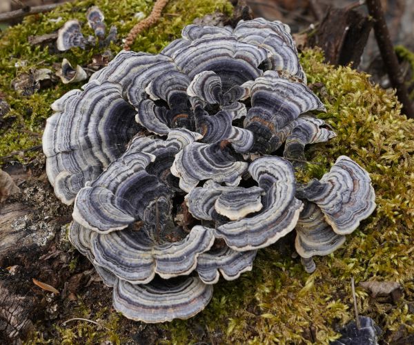 Coriolus